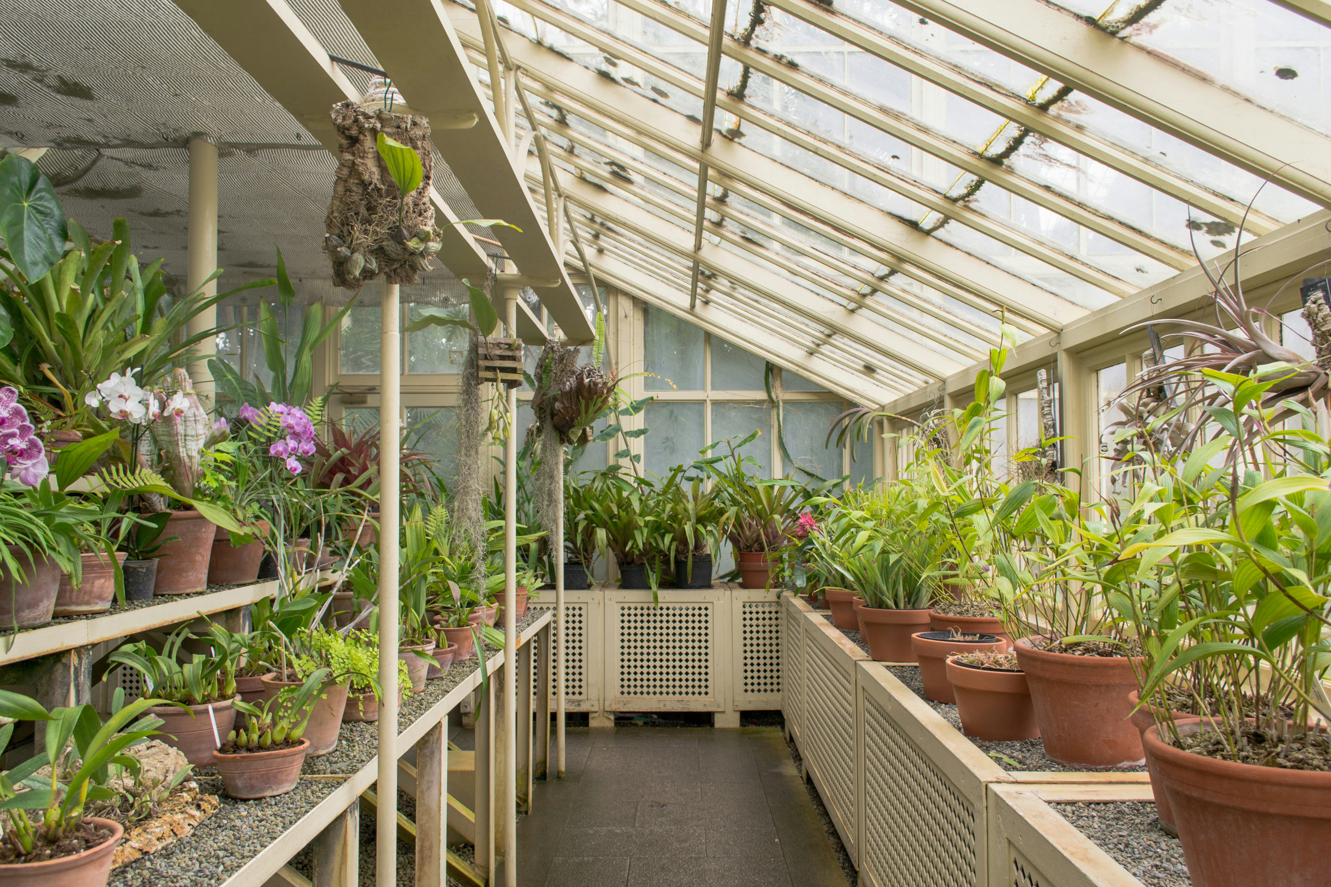 Green plants on brown clay pots